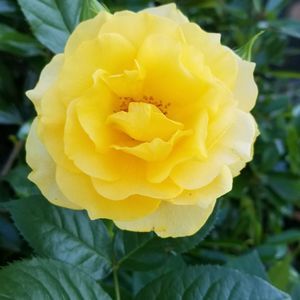 Meet your Posher, Chandra